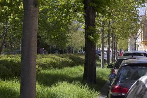 Mehr über den Artikel erfahren Baumschutzsatzung auf dem Prüfstand