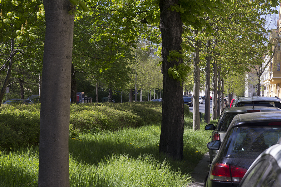 Ausschnitt von Straßenbäume auf einem Rondell, umgeben von Straßen und parkenden Autos.