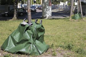 Mehr über den Artikel erfahren Bewässerung von Jungbäumen