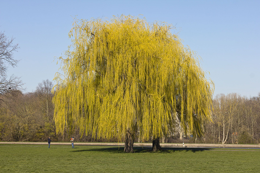 Trauerweide auf der Ziegelwiese im Sommer bei Sonnenschein.