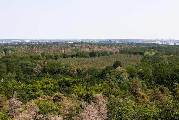 Blick aus der Vogelperspektive auf den Wald der Dölauer Heid. Vereinzelt mischen sich braune Stellen unter das Grün. Besonders die falchwurzelnden Nadelgehölze sind größtenteils abgestorben.