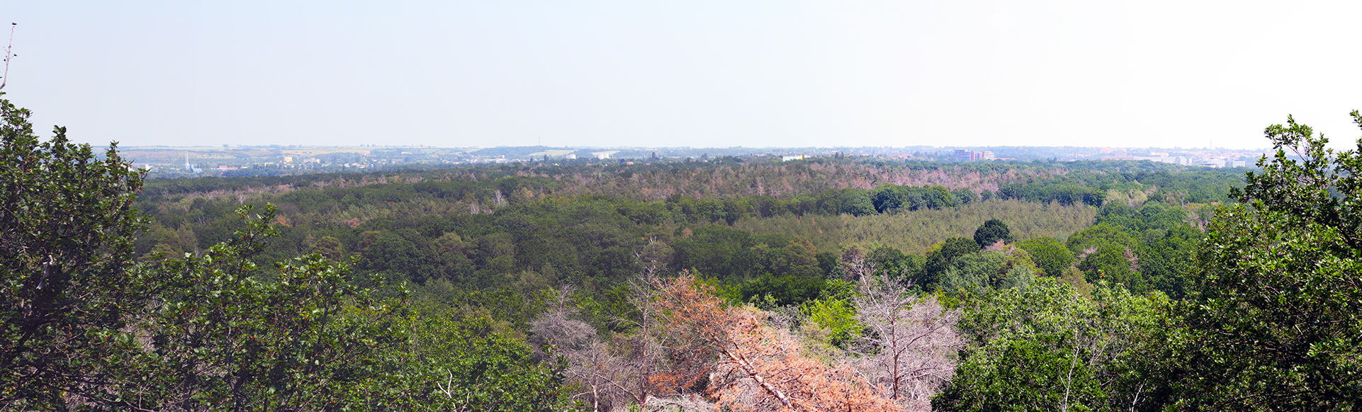 Panorama der Dölauer Heide mit Blick vom Kolkturm in Halle (Saale)