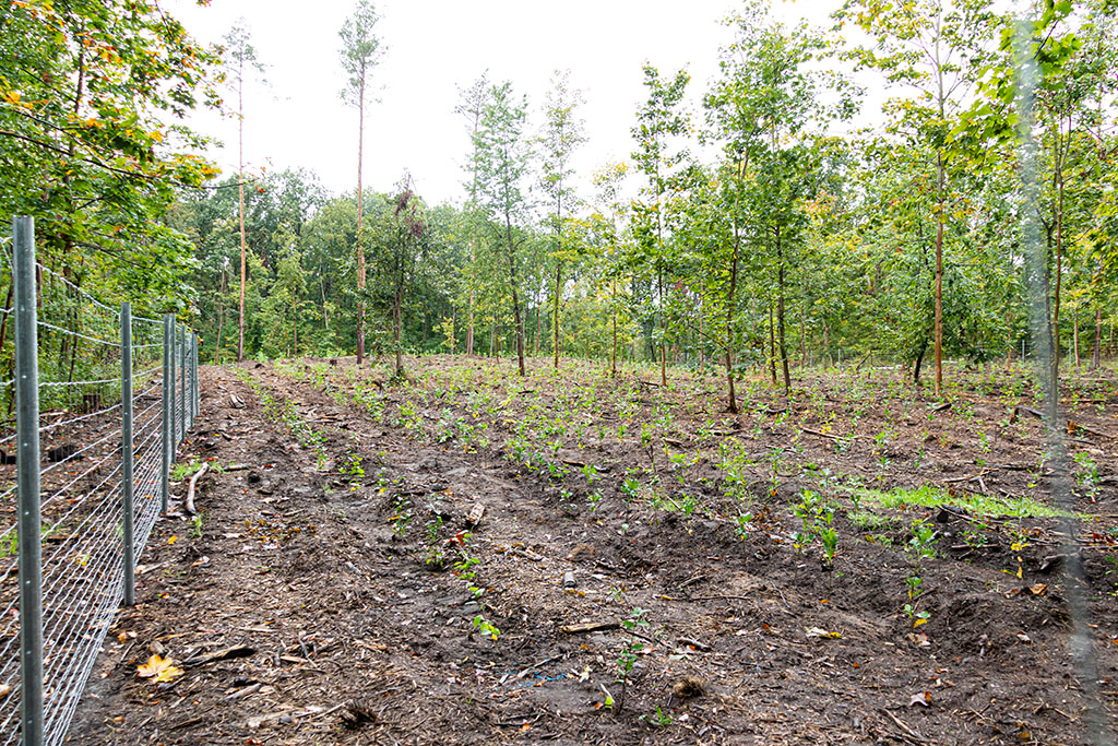 Die 3. Baumpflanzaktion der Stadt Halle (Saale) fand am 03.10.21 statt. Die Setzlinge von 3000 Stieleichen, 250 Hainbuchen und 250 Winterlinden wurden in Furchen gepflanzt, welche mithilfe eines Forststreifenpfluges gezogen wurden. Diese Art der Pflanzung trägt dazu bei, dass die kleinen Baumsetzlinge in ihren ersten Monaten nicht allzu sehr mit krautigen Pflanzen und Sträuchern in ihrem direkten Umfeld um Licht, Wasser und Nährstoffe konkurrieren müssen. Die umliegenden Zäune schützen vor Rehen, Hasen und Co., für die die vielen kleinen Laubbäume ansonsten eine sehr willkommene Mahlzeit wären.