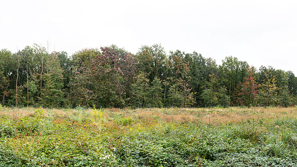 Auf diesem Waldabschnitt fand die 2. Baumpflanzaktion im Herbst 2020 statt. Am rechten Bildrand sind ein paar Jungbäume mit einer Höhe von etwa 5 Metern zu erkennen. Ansonsten wird das Gelände großflächig von Brombeer-, Schneebeer- und Zwergmispelsträuchern überzogen. Diese Sträucher wachsen rasant, sobald sie genügend Sonnenlicht erhalten und lassen den Baumsetzlingen keine Chance. Eine baldige Kulturpflege kann hier helfen, die jungen Bäume aus dem Gröbsten herauszubringen. Mit der Kulturpflege sind Maßnahmen gemeint, wie bspw. das Abmähen oder das Zurückschneiden von Sträuchern, Gras und Kräutern, die darauf abzielen, den Wuchs der jungen Bäume zu fördern. Solch eine Pflege sollte, je nach Erfordernis, ein- bis dreimal im Jahr stattfinden.