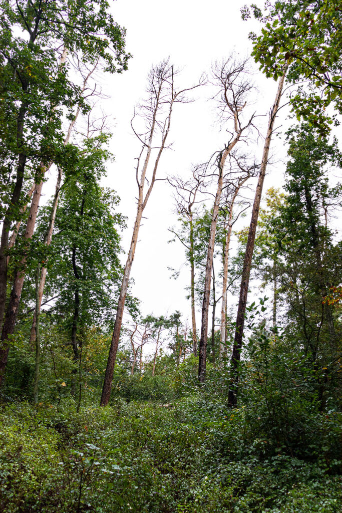 Ein Großteil der Kiefern hat die letzten sehr trockenen Jahre nicht überlebt. Das zusätzliche Licht am Waldboden hat die sogenannte Verbuschung befördert. Damit ist der übermäßige Wuchs von Sträuchern gemeint, die wiederum jungen Baumwildlingen Wasser, Nährstoffe, aber vor allem Licht streitig machen. An dieser Schneise, forstfachlich Rückegasse oder einfach Gasse genannt, wird dies besonders deutlich. Sie wurde von ein paar Jahren planmäßig angelegt, damit Traktoren und Maschinen bei zukünftigen Durchforstungen, sprich waldbauliche Pflegemaßnahmen, nicht kreuz und quer durch den Wald fahren und den Waldboden großflächig verdichten.