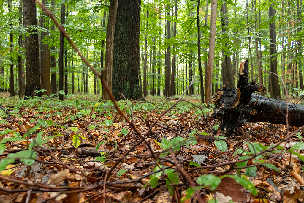 Eichen- und Buchenwildlinge „wie Haare am Hund“. Die natürliche Vermehrung durch Eicheln und Bucheckern unter den Elternbäumen ist nach wie vor meist die effizienteste. Nahezu der gesamte Waldboden ist an dieser Stelle übersäht. Würde man hier einen Zaun bauen, könnte diese Saat nicht von Rehen abgefressen werden.