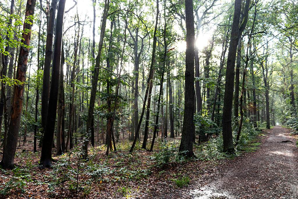 Entlang des Alvenslebenwegs. Dieser Weg und der Christian-Wilhelm ziehen sich quer und schnurgerade durch den Wald. Beide Wege und die senkrecht dazu verlaufenden Schneisen sind typisch für das preußische Forsteinteilungssystem.