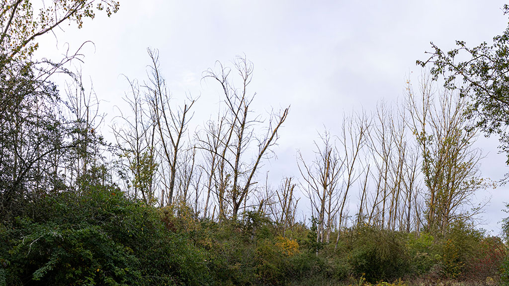 Die Hybridpappel ist eine Kreuzung aus der Kanadischen und der Europäischen Schwarz-Pappel. Sie wurde zahlreich auf diesem Waldstück gepflanzt. In den letzten Jahren sind alle Exemplare eingegangen und verrotten nun. Anstatt CO2 aufzunehmen, Kohlenstoff zu binden und Sauerstoff abzugeben, ist nun vielmehr das Gegenteil der Fall. Zudem sorgen sie für ein Temperaturungleichgewicht in diesem Teil des Waldes. Tote Bäume kühlen die Waldluft nicht durch Transpiration und erzeugen weniger Schatten als lebende.