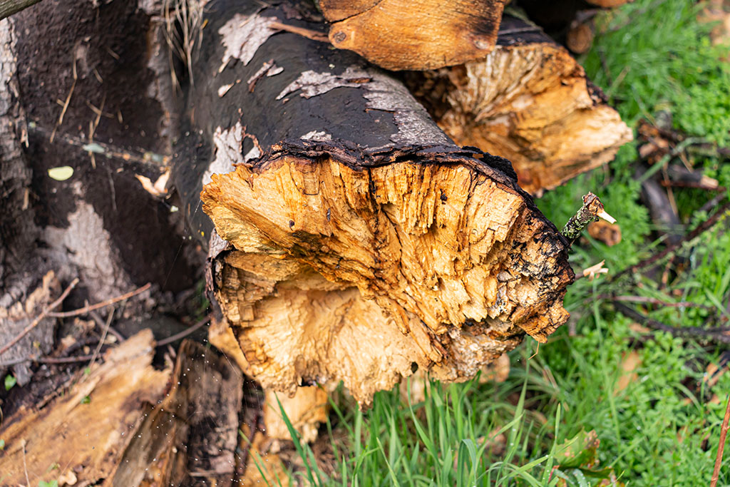 Ein näherer Blick auf einen der Stämme eines toten Ahorns zeigt wie sehr der Pilz, welcher die Rußrindenkrankheit verursacht, dem Baum das Wasser und damit jeglichen Nährstoff entzogen hat. Das tote Ahornholz verliert all seine Flexibilität. Diese Stämme brechen schon bei schwachem Wind.