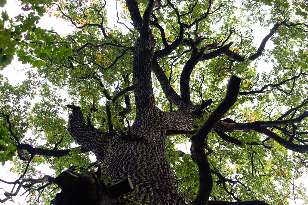 Die „Genschereiche“ in der Dölauer Heide ist am Ende ihres Lebenszyklus angekommen. Sie ist ein Hohlbaum. So lange das äußere Wachstum der inneren Aushöhlung überwiegt, wird sie überleben. Auffällig ist die große Zahl an Ästen. Sie lassen den Baum erhaben wirken, sind jedoch für einen ehemals forstwirtschaftlich genutzten Wald eher untypisch. Denn Stämme ohne Äste liefern das bessere Bauholz. Daraus lässt sich schließen, dass sie früher einmal die äußerste Grenze der Heide markierte, wo sie genügend Sonnenlicht erhielt, um all die prachtvollen Äste heranwachsen zu lassen.