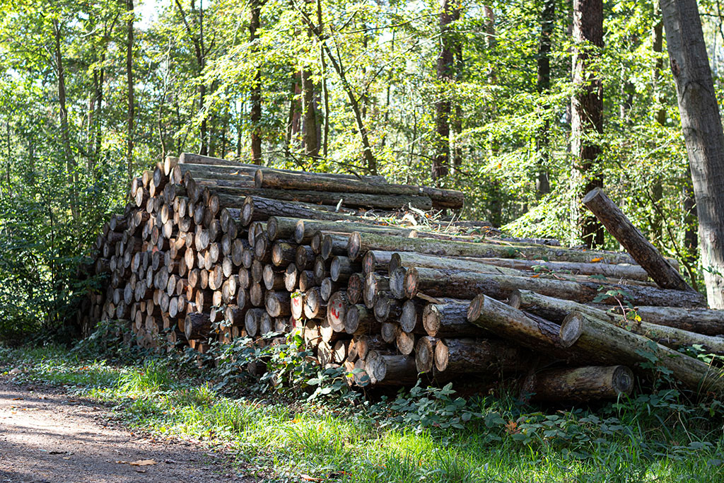 Dieses Holz wurde geerntet und liegt zum Abtransport bereit. In der Fachsprache nennt sich dieser Holzstapel Polter. Ein Polter enthält in den meisten Fällen nur Holz der selben Sorte. Zudem wird darauf geachtet, dass Länge, Qualität sowie Stärke des Holzes bei allen Stämmen möglichst ähnlich sind.