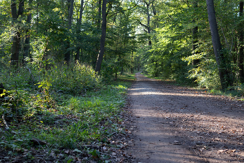 Bei genauer Betrachtung erkennt man einen gemähten Seitenstreifen links neben dem Waldweg, welcher an dieser Stelle etwa 4 Meter breit ist. Mit dem Mähen will man verhindern, dass Bäume zu nah am Weg wachsen. Ob der Mähstreifen allerdings hier so breit sein muss, ist fraglich.