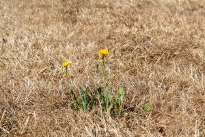 Mehr über den Artikel erfahren Klimaangepasste Grünflächenpflege