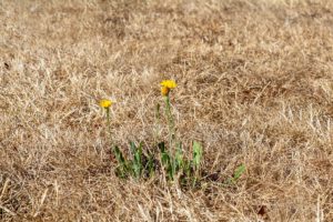 Read more about the article Klimaangepasste Grünflächenpflege