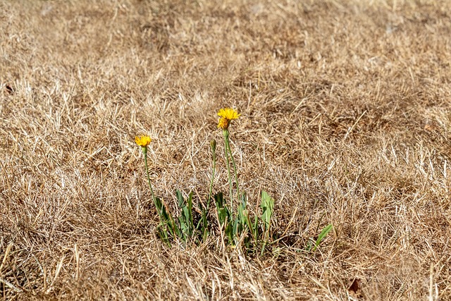 Read more about the article Klimaangepasste Grünflächenpflege