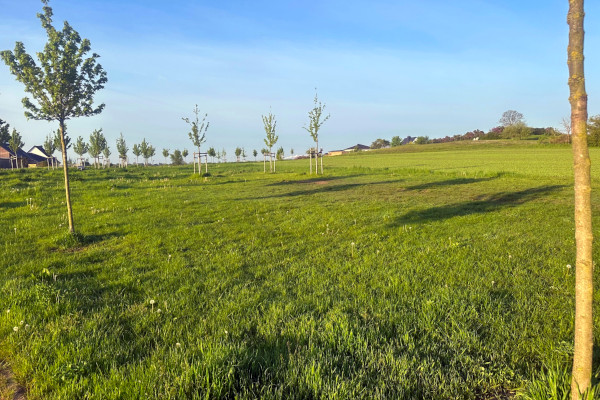 Blick auf die Wiese mit einigen dünnen Bäumen