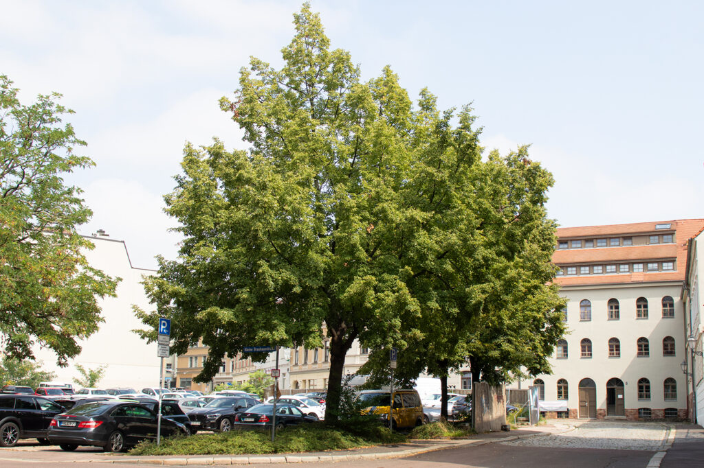 Baumgruppe an der Brauhausstraße in Halle