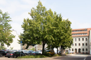 Mehr über den Artikel erfahren Winterlinden in der Brauhausstraße: Fraktion MitBürger fordert Baudezernent Rebenstorf zum Umsteuern auf